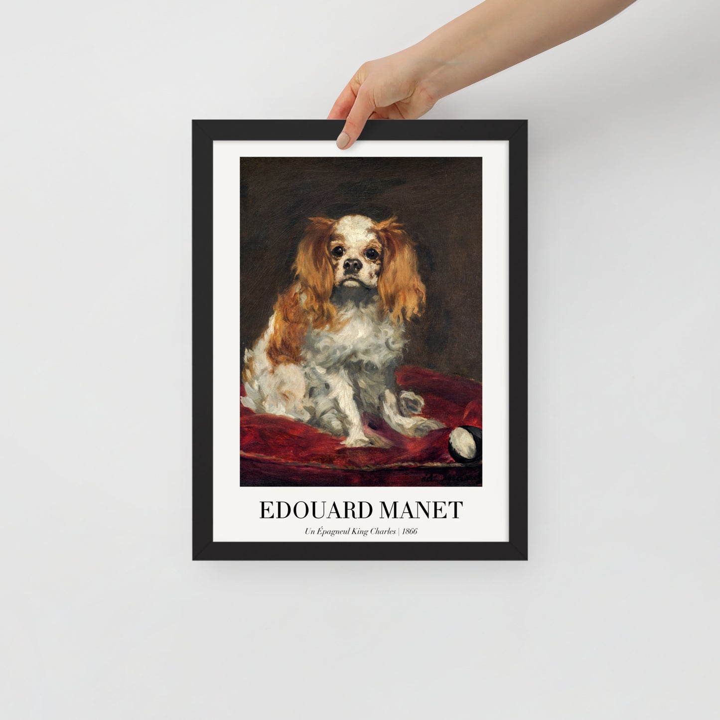 A King Charles Spaniel