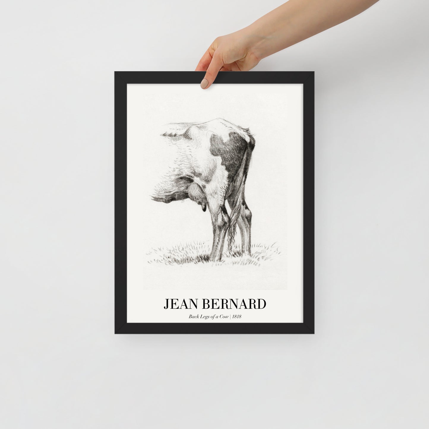 Back Legacies of a Cow