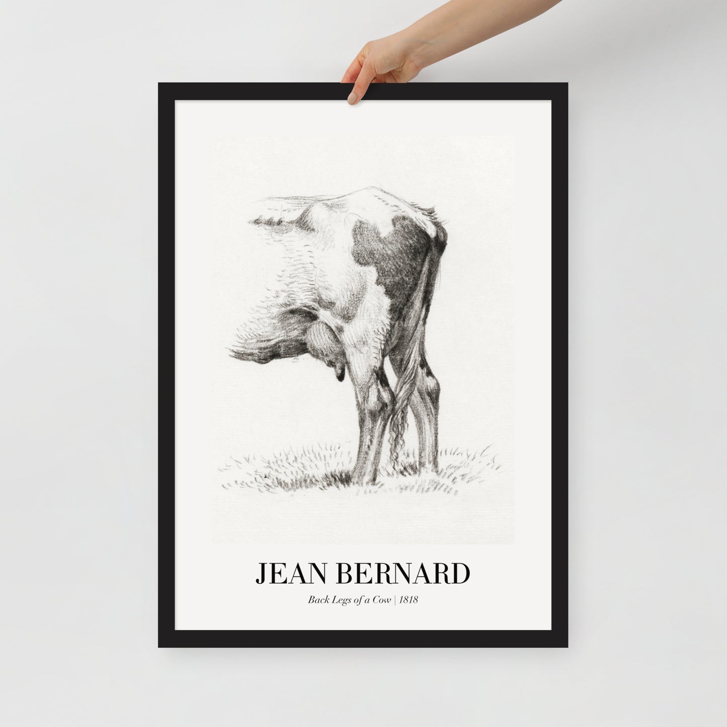 Back Legacies of a Cow