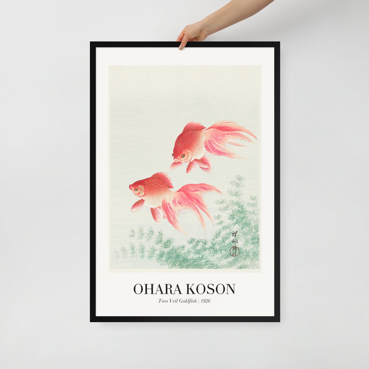 Two Veil Goldfish