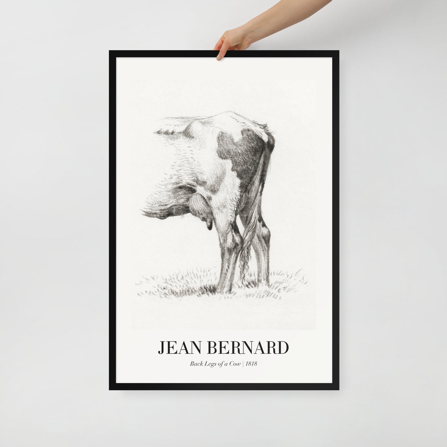 Back Legacies of a Cow