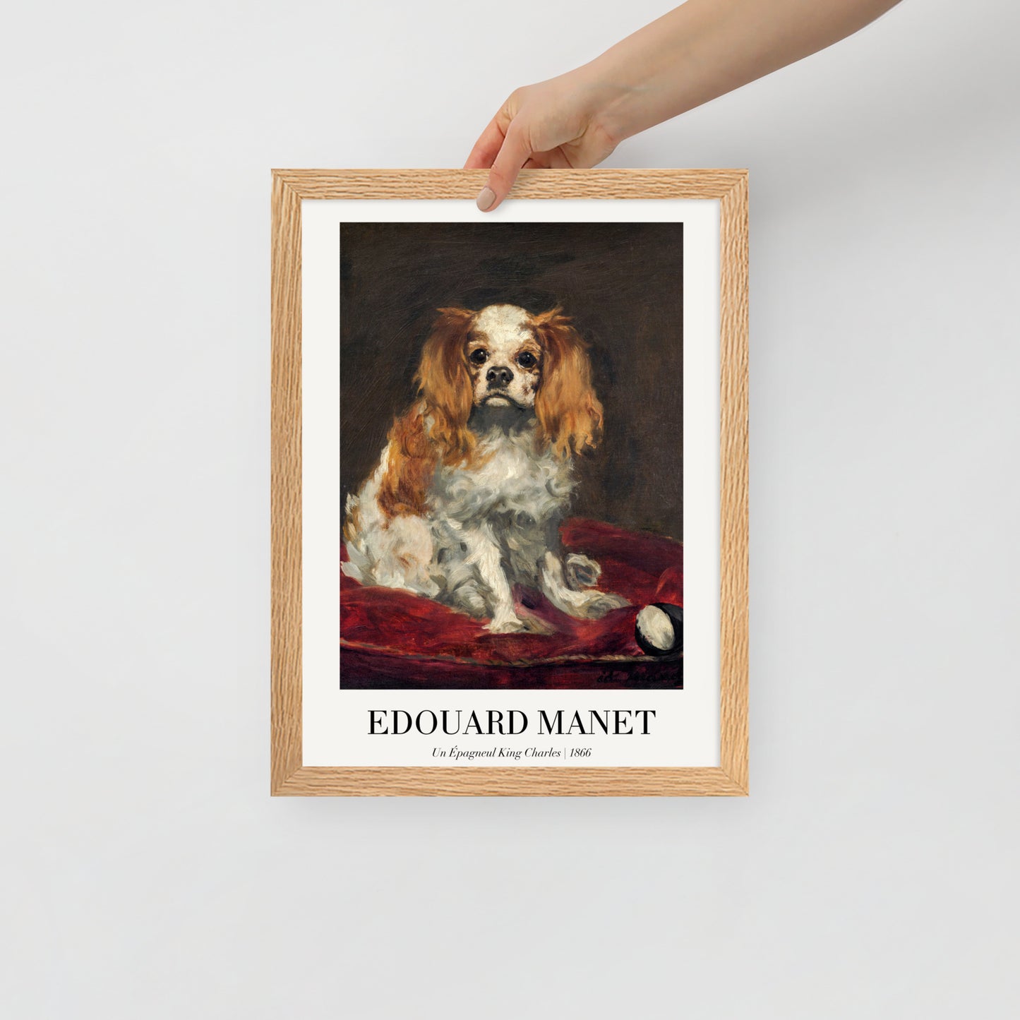 A King Charles Spaniel