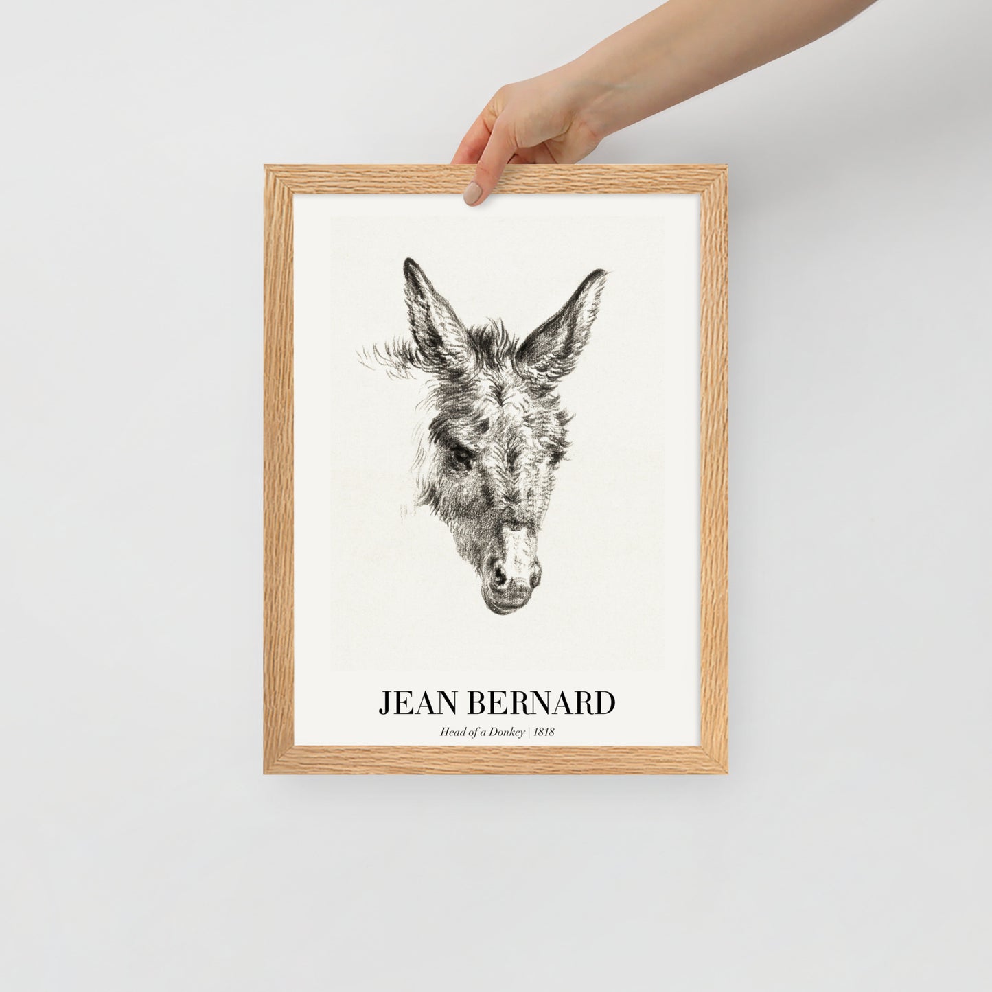 Head of a Donkey