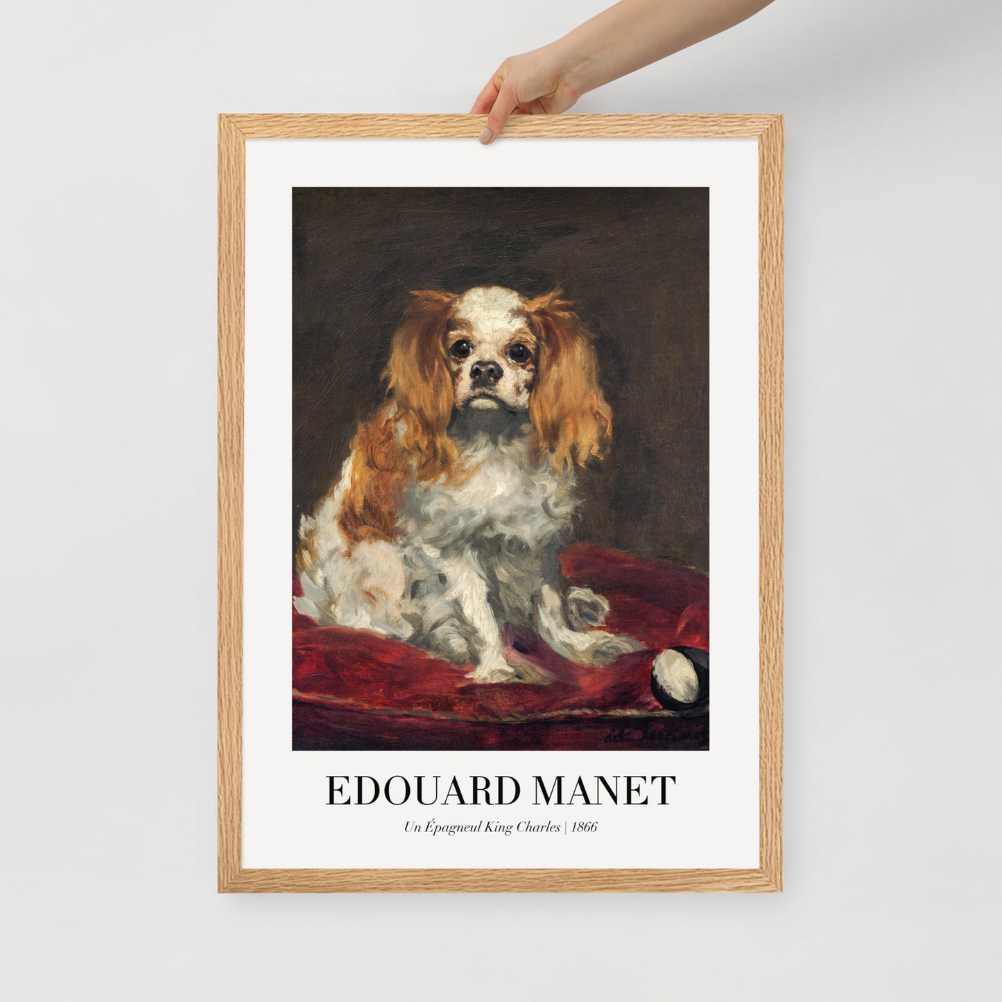 A King Charles Spaniel