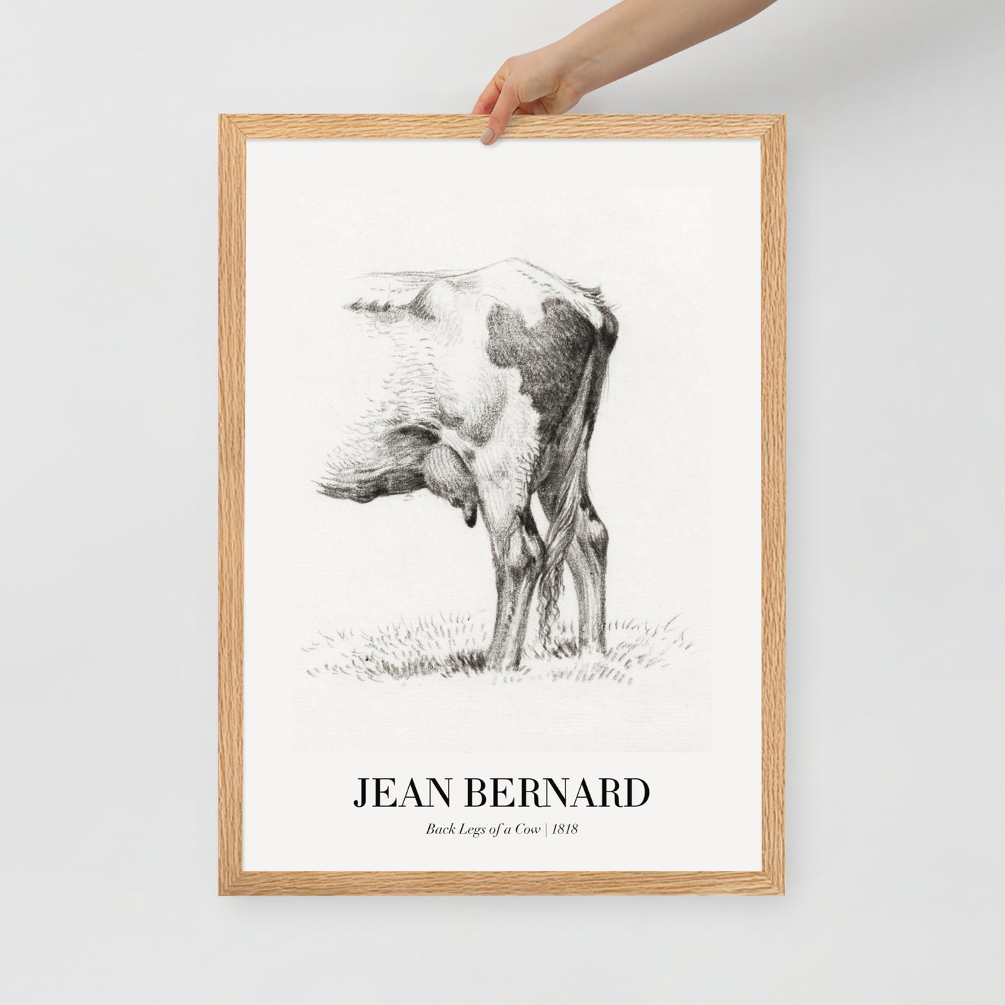 Back Legacies of a Cow