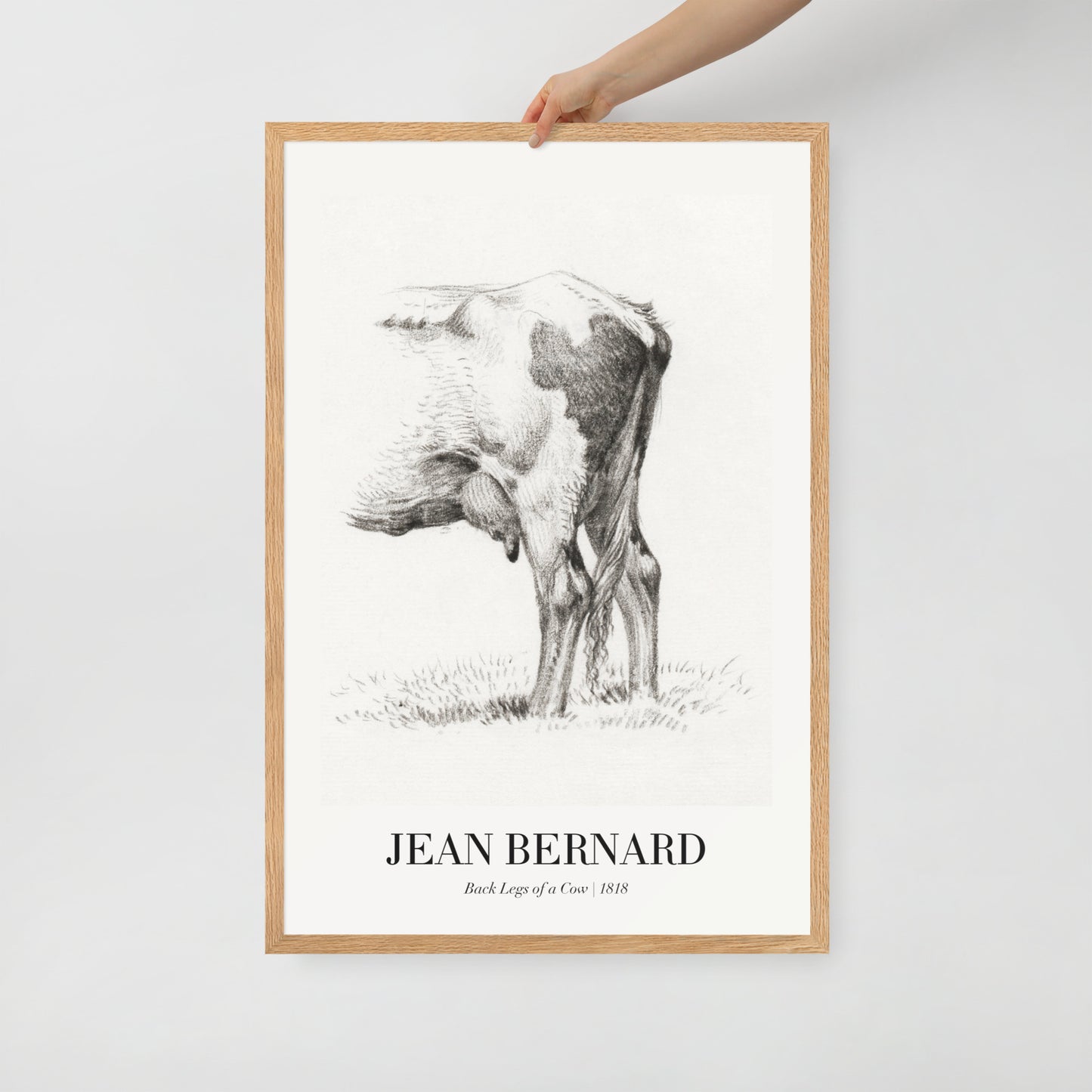 Back Legacies of a Cow