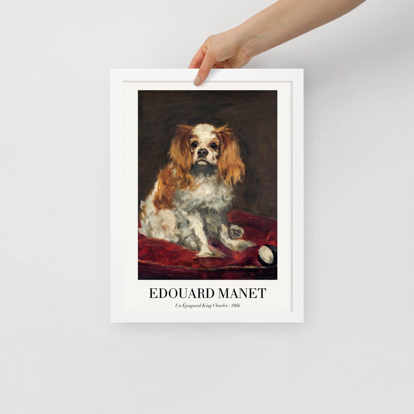 A King Charles Spaniel
