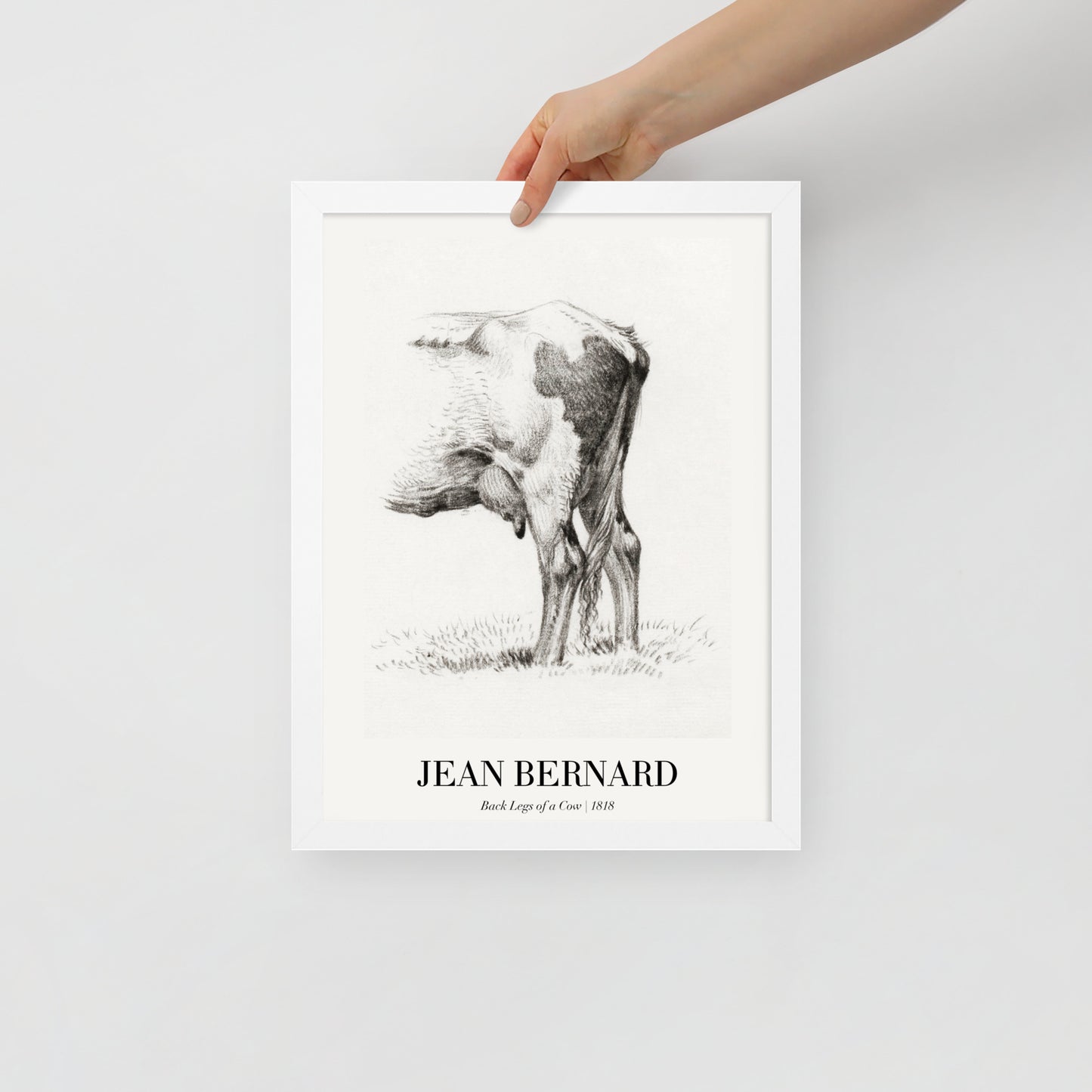 Back Legacies of a Cow