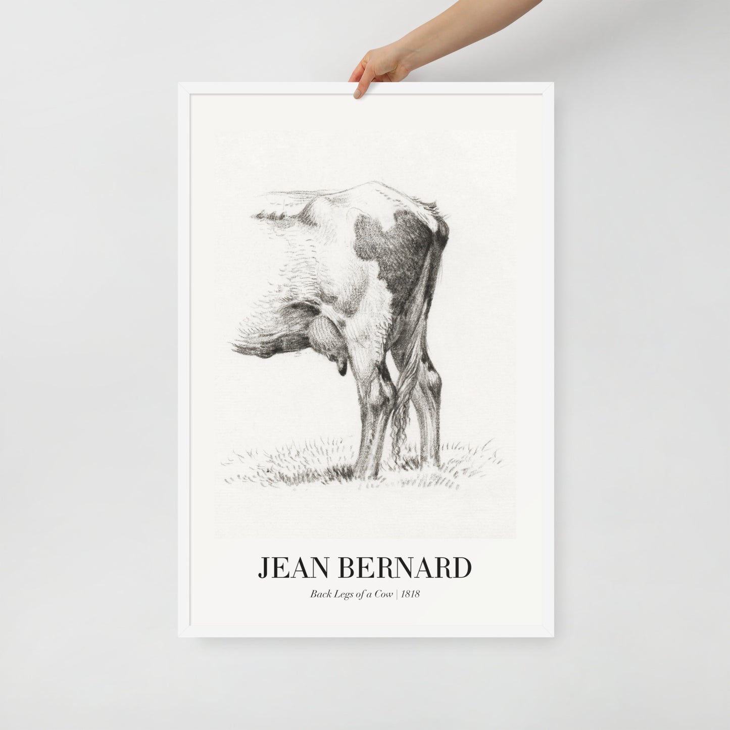 Back Legacies of a Cow