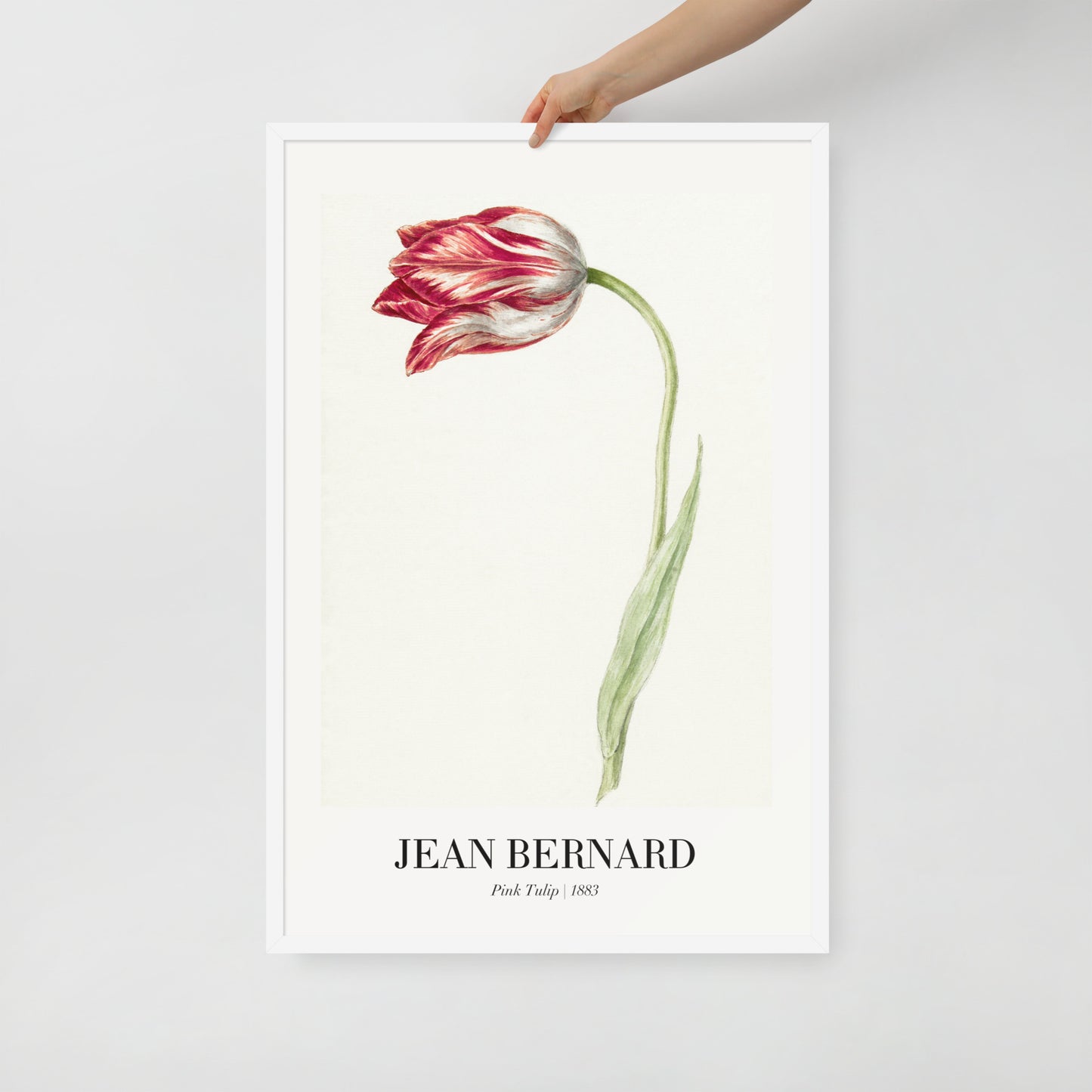 Pink Tulip