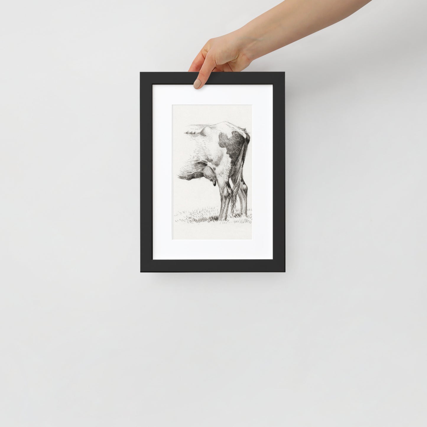 Back Legacies of a Cow