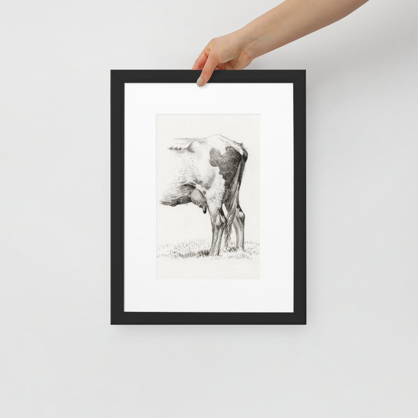 Back Legacies of a Cow