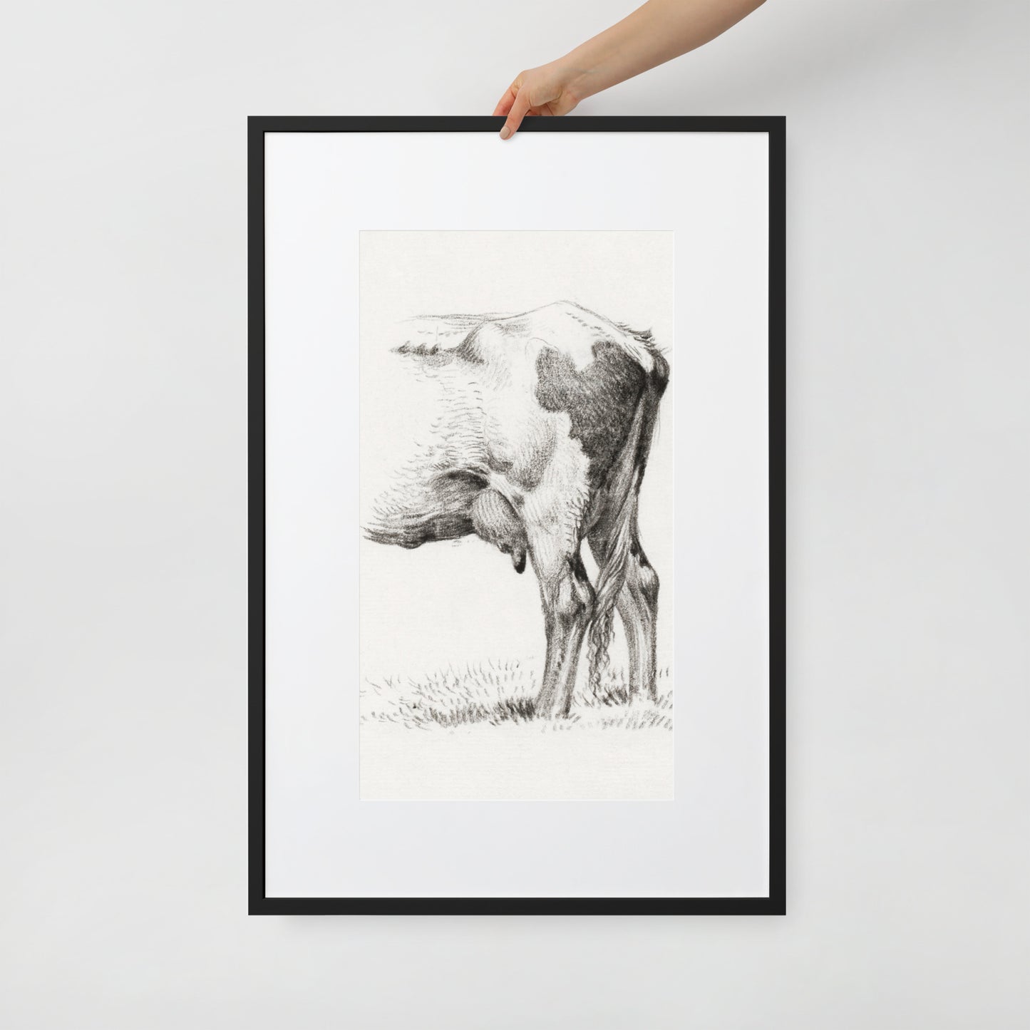 Back Legacies of a Cow