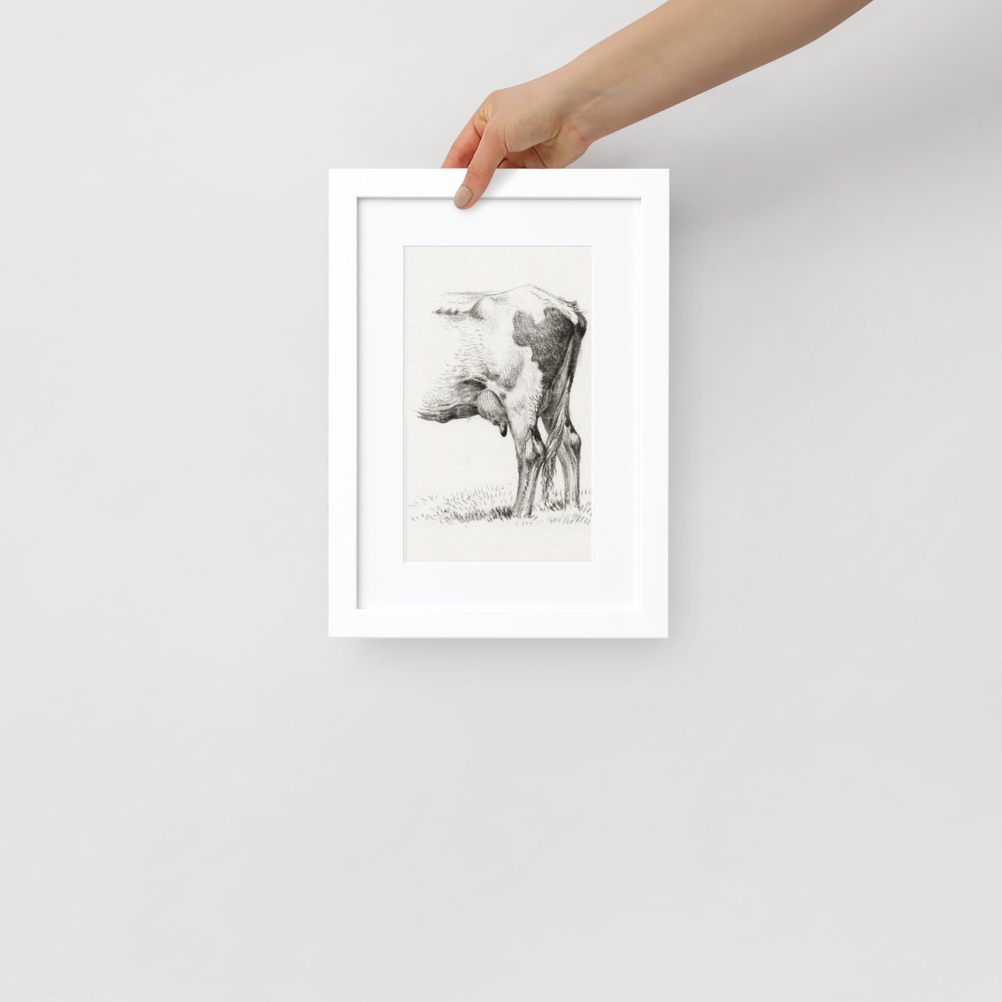 Back Legacies of a Cow