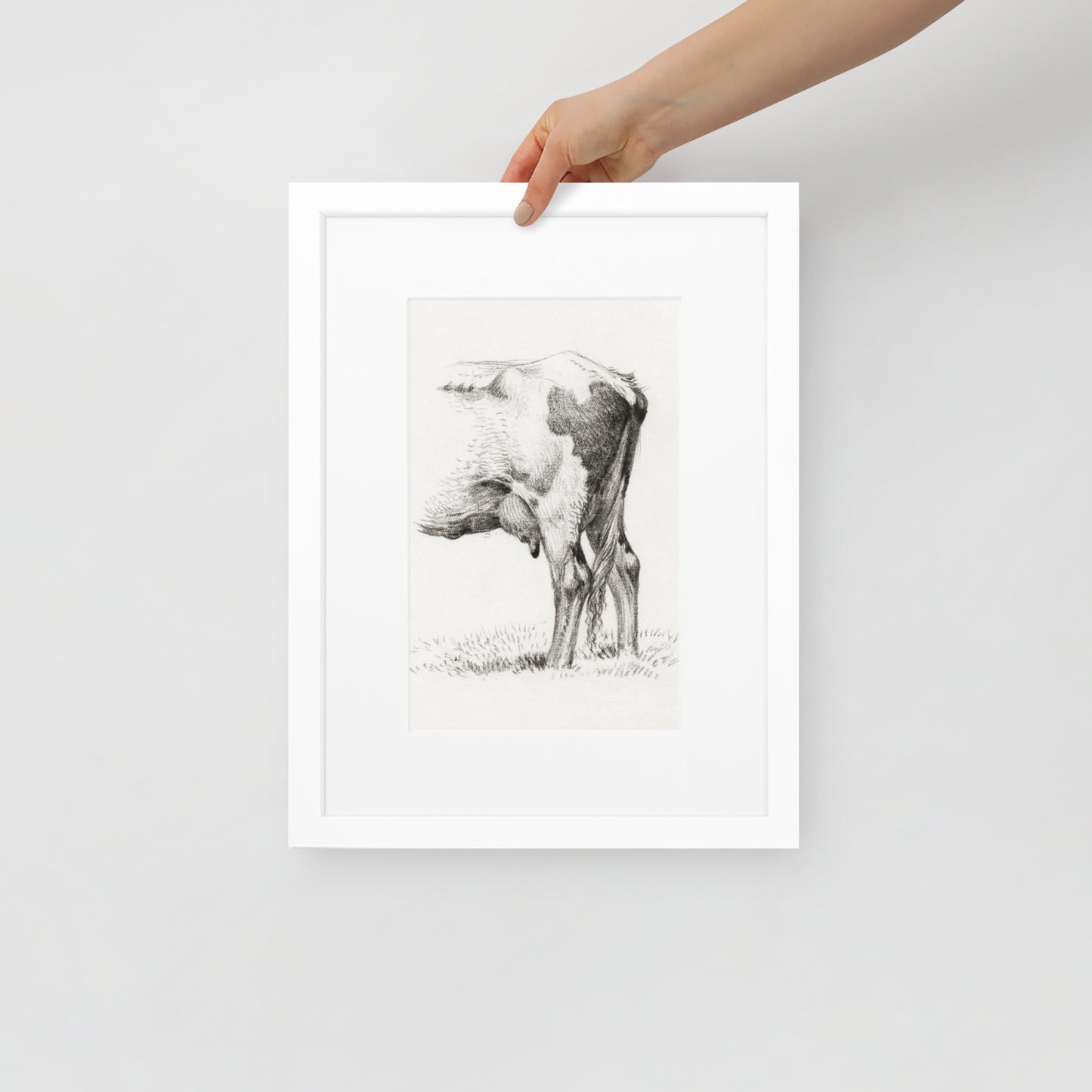 Back Legacies of a Cow