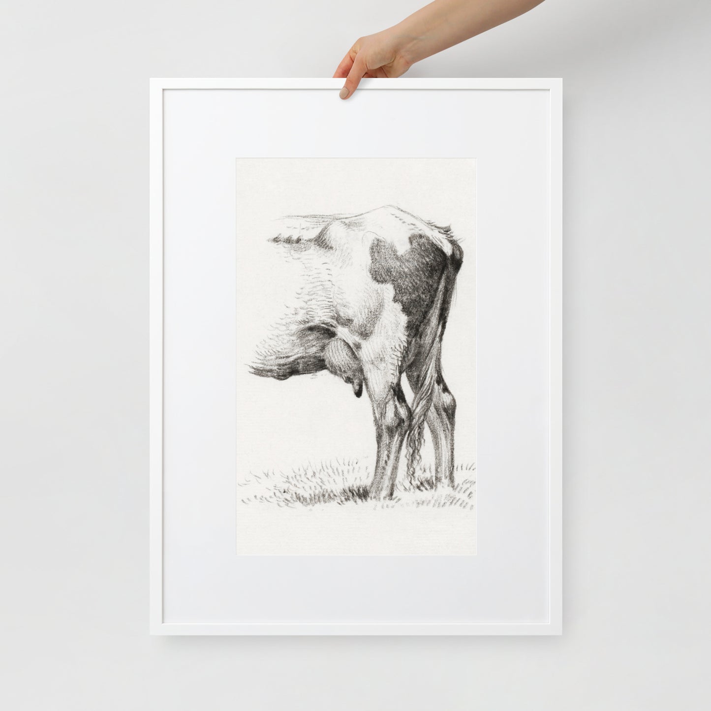 Back Legacies of a Cow