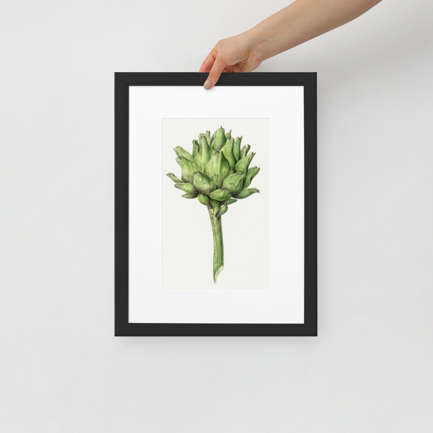 Artichoke