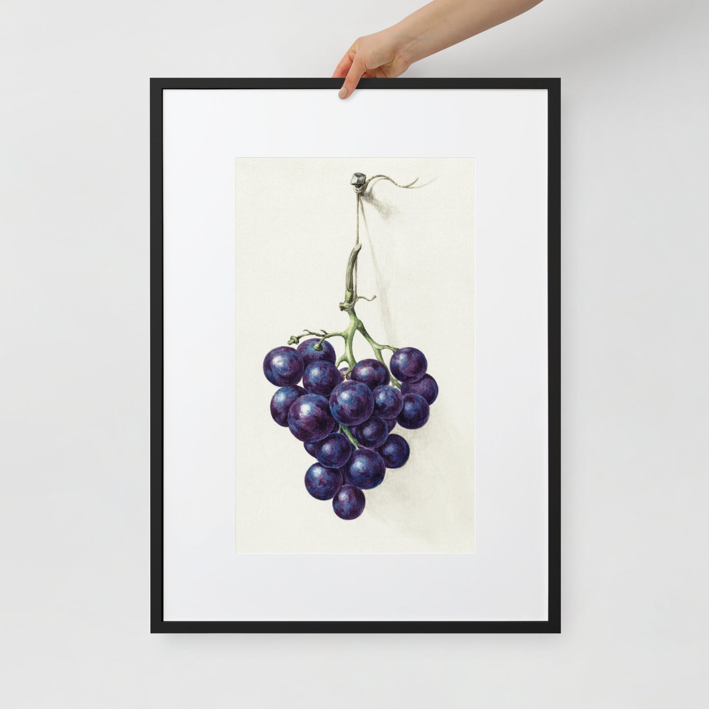 Bunch of Blue Grapes