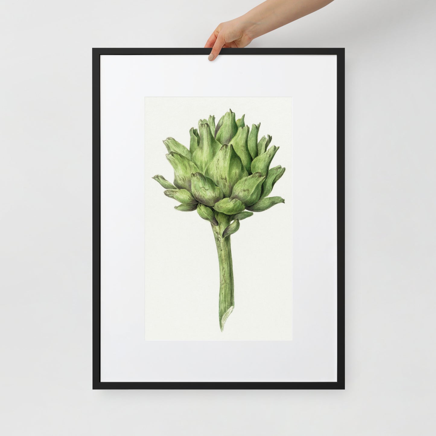 Artichoke