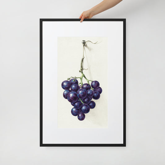 Bunch of Blue Grapes