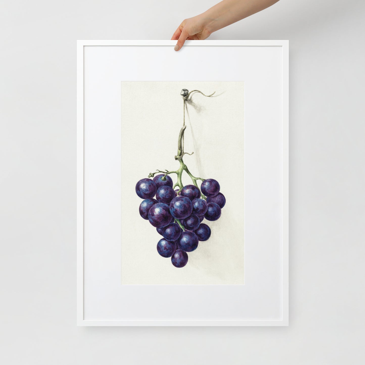 Bunch of Blue Grapes